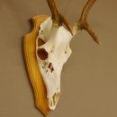 Rothirschgeweih 6 ender Hirsch Höhe 71 cm Hirschgeweih Geweih Trophäenschild 70.1017