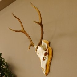 Rothirschgeweih 6 ender Hirsch Höhe 71 cm Hirschgeweih Geweih Trophäenschild 70.1017