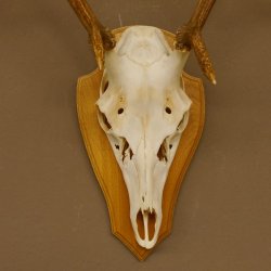 Rothirschgeweih 6 ender Hirsch Höhe 71 cm Hirschgeweih Geweih Trophäenschild 70.1017