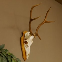 Rothirschgeweih 6 ender Hirsch Höhe 71 cm Hirschgeweih Geweih Trophäenschild 70.1017