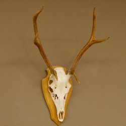 Rothirschgeweih 6 ender Hirsch Höhe 71 cm Hirschgeweih Geweih Trophäenschild 70.1017