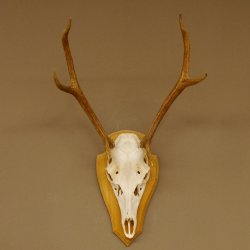 Rothirschgeweih 6 ender Hirsch Höhe 71 cm Hirschgeweih Geweih Trophäenschild 70.1017