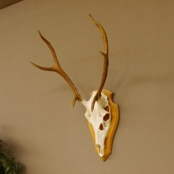 Rothirschgeweih 6 ender Hirsch Höhe 71 cm Hirschgeweih Geweih Trophäenschild 70.1017