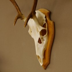 Rothirschgeweih 6 ender Hirsch Höhe 71 cm Hirschgeweih Geweih Trophäenschild 70.1017