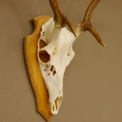 Rothirschgeweih 6 ender Hirsch Höhe 71 cm Hirschgeweih Geweih Trophäenschild 70.1017