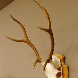 Rothirschgeweih 6 ender Hirsch Höhe 71 cm Hirschgeweih Geweih Trophäenschild 70.1017