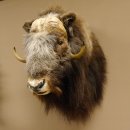 Moschusochsenkopf Kopf mit HKN Kopfpräparat Präparat Haupt Jagd Trophäe