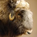 Moschusochsenkopf Kopf mit HKN Kopfpräparat Präparat Haupt Jagd Trophäe