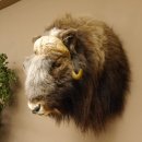 Moschusochsenkopf Kopf mit HKN Kopfpräparat Präparat Haupt Jagd Trophäe