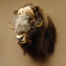 Moschusochsenkopf Kopf mit HKN Kopfpräparat Präparat Haupt Jagd Trophäe