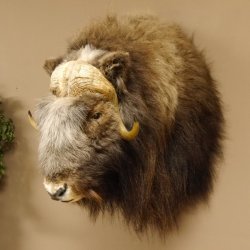 Moschusochsenkopf Kopf mit HKN Kopfpräparat Präparat Haupt Jagd Trophäe
