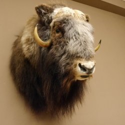 Moschusochsenkopf Kopf mit HKN Kopfpräparat Präparat Haupt Jagd Trophäe