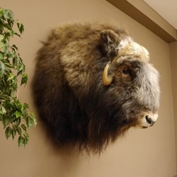 Moschusochsenkopf Kopf mit HKN Kopfpräparat Präparat Haupt Jagd Trophäe