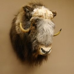 Moschusochsenkopf Kopf mit HKN Kopfpräparat Präparat Haupt Jagd Trophäe
