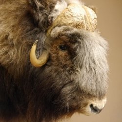 Moschusochsenkopf Kopf mit HKN Kopfpräparat Präparat Haupt Jagd Trophäe
