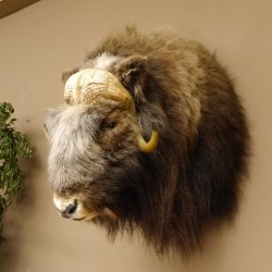 Moschusochsenkopf Kopf mit HKN Kopfpräparat Präparat Haupt Jagd Trophäe