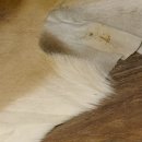 Impala Antilope Impalafell Fell Vorleger Länge 135 cm