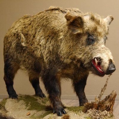 Wildschwein europäischer Keiler auf Dekopodest Höhe 108 cm Tierpräparat Präparat Trophäe