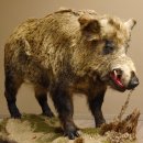 Wildschwein europäischer Keiler auf Dekopodest...