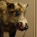 Wildschwein europäischer Keiler auf Dekopodest...