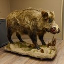 Wildschwein europäischer Keiler auf Dekopodest Höhe 108 cm Tierpräparat Präparat Trophäe