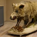 Wildschwein europäischer Keiler auf Dekopodest Höhe 108 cm Tierpräparat Präparat Trophäe