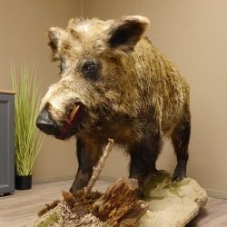Wildschwein europäischer Keiler auf Dekopodest Höhe 108 cm Tierpräparat Präparat Trophäe
