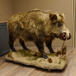 Wildschwein europäischer Keiler auf Dekopodest Höhe 108 cm Tierpräparat Präparat Trophäe