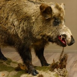 Wildschwein europäischer Keiler auf Dekopodest Höhe 108 cm Tierpräparat Präparat Trophäe