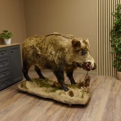 Wildschwein europäischer Keiler auf Dekopodest Höhe 108 cm Tierpräparat Präparat Trophäe
