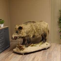 Wildschwein europäischer Keiler auf Dekopodest Höhe 108 cm Tierpräparat Präparat Trophäe