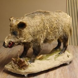 Wildschwein europäischer Keiler auf Dekopodest Höhe 108 cm Tierpräparat Präparat Trophäe