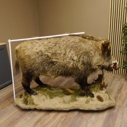 Wildschwein europäischer Keiler auf Dekopodest Höhe 108 cm Tierpräparat Präparat Trophäe