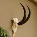Pferdeantilope Schädeltrophäe Schädel Trophäen Afrika Antilope Hornlänge 67 cm