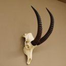 Pferdeantilope Schädeltrophäe Schädel Trophäen Afrika Antilope Hornlänge 67 cm