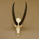 Pferdeantilope Schädeltrophäe Schädel Trophäen Afrika Antilope Hornlänge 67 cm