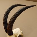 Pferdeantilope Schädeltrophäe Schädel Trophäen Afrika Antilope Hornlänge 67 cm