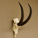Pferdeantilope Schädeltrophäe Schädel Trophäen Afrika Antilope Hornlänge 67 cm