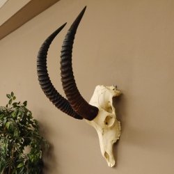 Pferdeantilope Schädeltrophäe Schädel Trophäen Afrika Antilope Hornlänge 67 cm