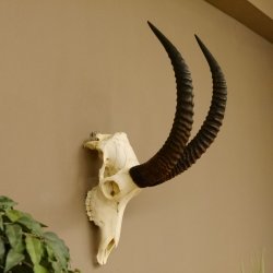 Pferdeantilope Schädeltrophäe Schädel Trophäen Afrika Antilope Hornlänge 67 cm