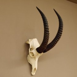 Pferdeantilope Schädeltrophäe Schädel Trophäen Afrika Antilope Hornlänge 67 cm