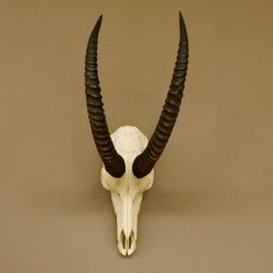 Pferdeantilope Schädeltrophäe Schädel Trophäen Afrika Antilope Hornlänge 67 cm