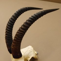 Pferdeantilope Schädeltrophäe Schädel Trophäen Afrika Antilope Hornlänge 67 cm