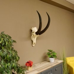 Pferdeantilope Schädeltrophäe Schädel Trophäen Afrika Antilope Hornlänge 67 cm