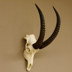 Pferdeantilope Schädeltrophäe Schädel Trophäen Afrika Antilope Hornlänge 67 cm