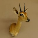 Bleichböckchen Kopf Oribi Antilope Präparat Trophäe Afrika Jagdtrophäe