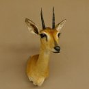 Bleichböckchen Kopf Oribi Antilope Präparat Trophäe Afrika Jagdtrophäe