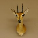 Bleichböckchen Kopf Oribi Antilope Präparat Trophäe Afrika Jagdtrophäe