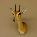 Bleichböckchen Kopf Oribi Antilope Präparat Trophäe Afrika Jagdtrophäe