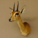 Bleichböckchen Kopf Oribi Antilope Präparat Trophäe Afrika Jagdtrophäe